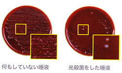 光殺菌の効果の検証