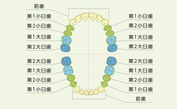 前歯から第2大臼歯までの一覧。前歯は6本、小臼歯が左右2本ずつ、大臼歯が左右2本ずつで14本。上あごと下あごで28本。